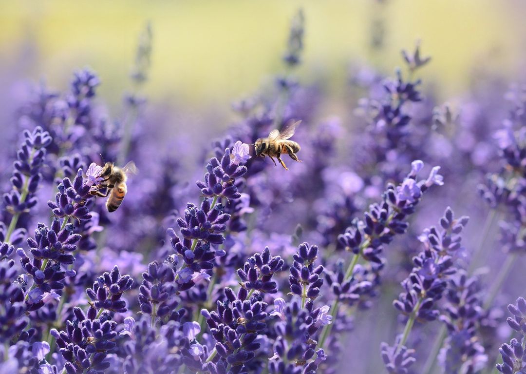Manfaat Bunga Lavender: Aroma yang Menenangkan