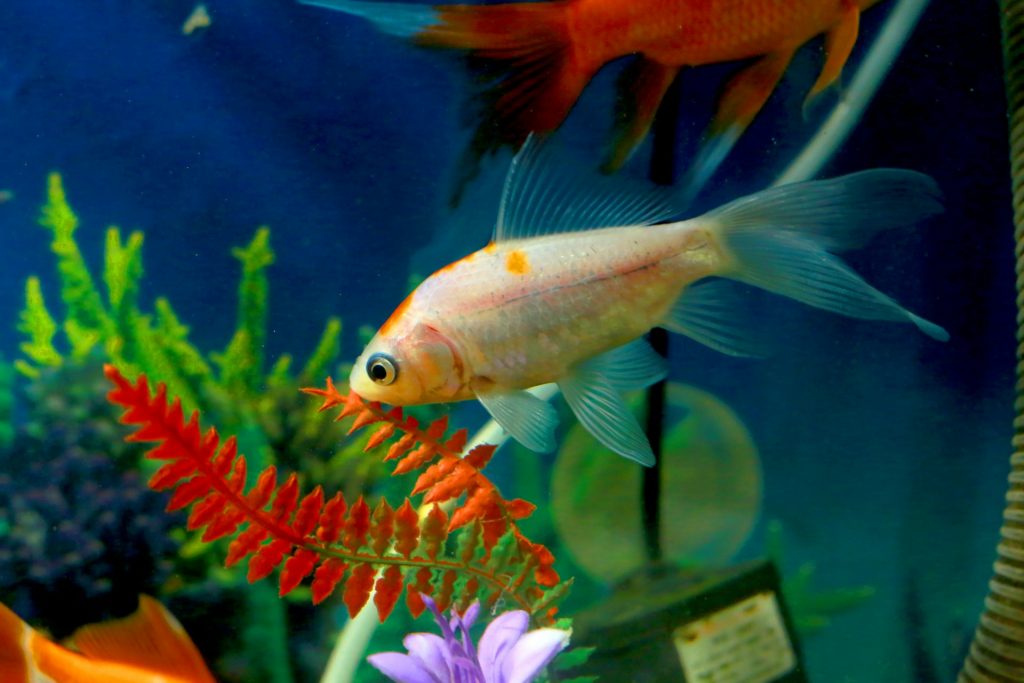 Tips merawat ikan hias
