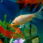 Tips Merawat Ikan dengan Benar agar Sehat, Aktif, dan Tahan Lama