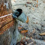 Getah Karet: Sumber Bahan Alami yang Penting untuk Berbagai Industri